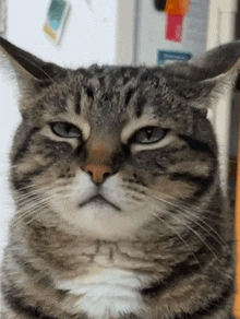 a close up of a cat 's face in front of a refrigerator