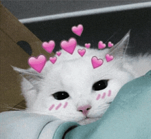 a white cat with pink hearts on its head looks at the camera