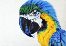 a drawing of a colorful parrot with the letters ntf on the bottom right