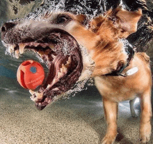 a dog is playing with a red ball that says underwater dogs on it