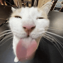 a close up of a cat 's face with a stiga tennis net in the back