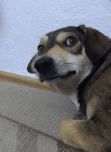 a close up of a dog 's face with a white wall in the background