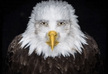 a bald eagle with a yellow beak is looking straight at the camera .