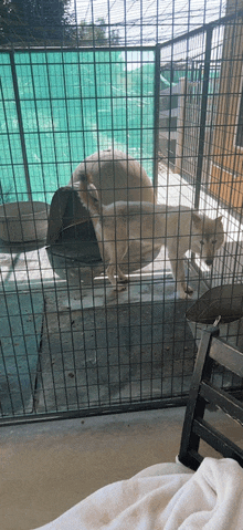 a dog in a cage with a white blanket on the ground