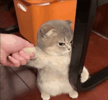 a cat is standing next to a person 's hand and looking at it .