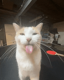 a cat is sticking its tongue out in front of a table tennis paddle