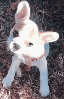 a brown and white puppy with a harness on looks up at the camera