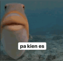 a fish with its mouth open and a sign that says pa kien es