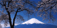 a tree with white flowers stands in front of a snow covered mountain