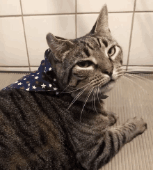 a cat wearing a bandana with stars on it looks at the camera