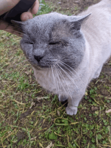 a person petting a cat 's head with their eyes closed