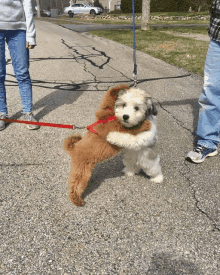 a small brown and white dog on a leash is hugging another dog