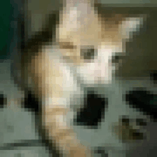 a pixelated image of a cat 's face looking at the camera