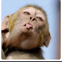 a close up of a monkey making a funny face with its tongue out .