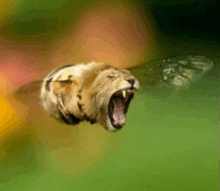 a lion flying through the air with its mouth wide open