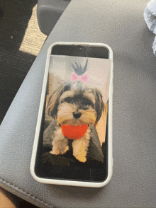 a phone with a picture of a small dog holding a ball