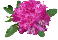 a close up of a pink flower with leaves on a white background