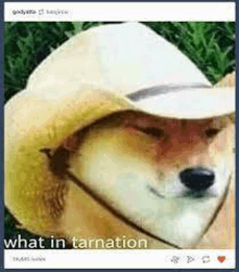 a dog wearing a cowboy hat with the words `` what in tarnation '' written below it .