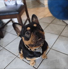 a black and brown dog wearing a gold chain collar looks up at the camera