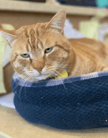 a cat with a yellow collar is laying in a blue and white bed