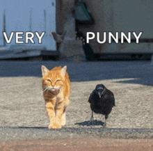 a cat and a bird are walking on a sidewalk with the words very punny written on the bottom