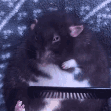 a black and white rat is laying on a blanket with a comb