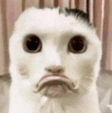 a close up of a white cat with a sad look on its face