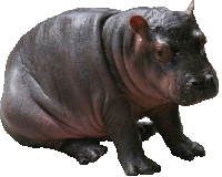 a baby hippopotamus is sitting down and looking at the camera on a white background