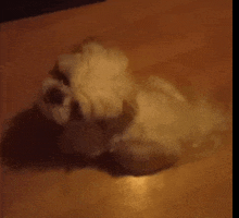 a small white dog is laying down on a wooden floor .