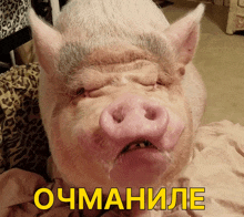 a picture of a pig with a caption that says ochumanile