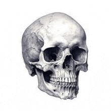 a close up of a human skull on a white background .