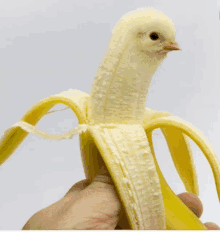 a person is holding a banana peel with a chicken head sticking out of it