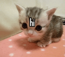 a kitten with the word hi on its face is sitting on a pink blanket .