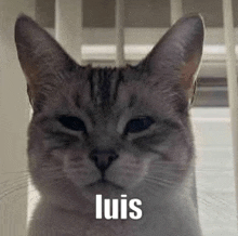 a close up of a cat 's face with the name luis on it .