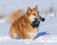 a dog with a pair of gloves in its mouth