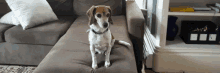 a small brown and white dog is sitting on a brown couch