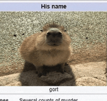 a picture of a capybara with the name gort written below it