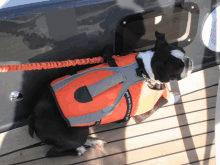 a black and white dog wearing an orange life jacket and a leash