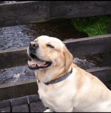 a dog with its tongue out is sitting in front of a fence