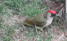 a green and white bird with a red head is sitting in the grass