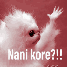 a white cat is waving its paw in front of a red background with the words nani kore ? !