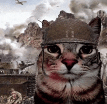 a cat wearing a soldier 's helmet with the number 11 on it