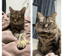 a cat laying on a blanket and another cat sitting on a blanket