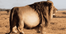 a large lion with a very long mane is standing in the desert