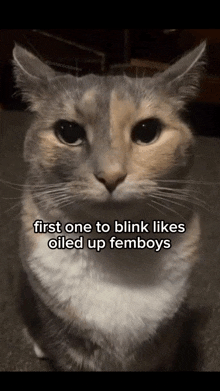 a cat with the words " first one to blink likes oiled up femboys " on it