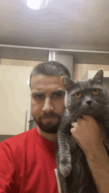 a man in a red shirt holds a gray cat in his arms