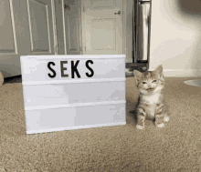 a kitten sits next to a sign that says seks