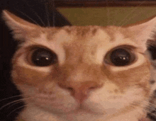 a close up of an orange and white cat 's face with big eyes .