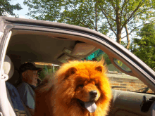 a man sitting in a car with a large dog looking out the window