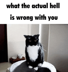 a black and white cat sitting on top of a cat tree with the words what the actual hell is wrong with you below it